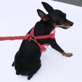 thumbnail image 3 of Dulce De Fresa Y Puntos Perrito Del Perro Del Arnés Cuello Caminar S Blancas Gloria Conjunto de correa de arnés, 3 of 9