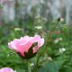 thumbnail image 5 of LED Rose Solar Flower Lights Luces de estaca de jardín decorativas al aire libre para Garden Yard Grave Jarrón Flores Decoración Pink brillar Hogar, 5 of 6