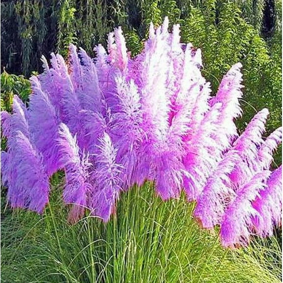 200 Purple Pampas Grass Seeds for Planting - Ornamental Grass seeds - Hardy Perennial Flower Seeds