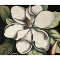 thumbnail image 2 of CafePress - Vintage Magnolia Throw Blanket - Soft Fleece Throw Blanket, 50"x60" for All Ages, 2 of 2