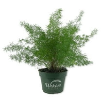 Foxtail Fern Plant - Live Plant in a 4 Inch Pot - Asparagus Densiflorus - Beautiful Indoor Air Purifying Fern Easy Care