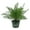 1 Plant, variant on Foxtail Fern Plant - Live Plant in a 4 Inch Pot - Asparagus Densiflorus - Beautiful Indoor Air Purifying Fern Easy Care