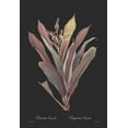thumbnail image 2 of CAG 18x24 Gold Ornate Wood Framed with Double Matting Museum Art Print Titled - Dracaena terminalis - Dark, 2 of 4