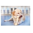 thumbnail image 2 of Classic Rawhide Dog Bones 13" to 14" All Natural No Preservatives Larger Breeds (4 Big Bones), 2 of 9