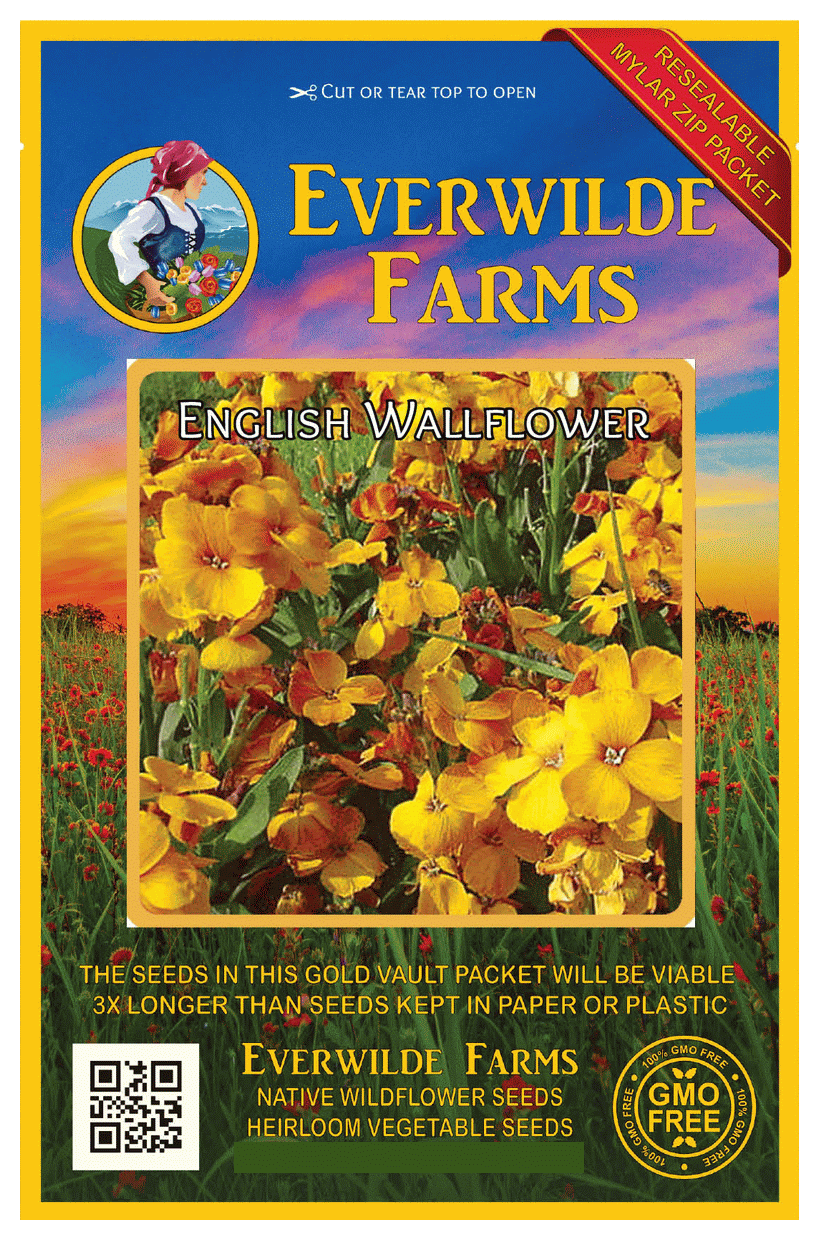 Everwilde Farms 1000 English Wallflower Garden Flower Seeds Gold