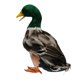thumbnail image 5 of 4 piezas de adornos de animales para el hogar, jardín de hadas, decoración de jardín DIY, ánade real Mallard Duck L, 5 of 9