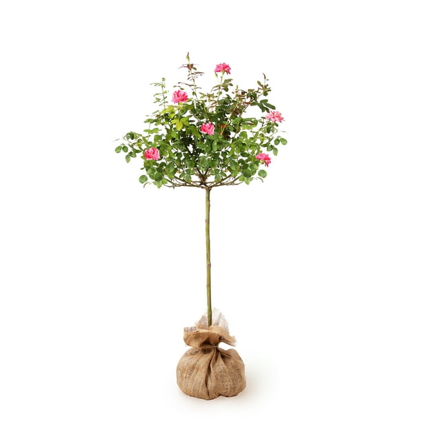 Pink Knock Out Rose Tree Walmart Com Walmart Com