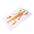 thumbnail image 4 of Gráfico de modelo de acupuntura humana ANGGREK Otros, 4 of 8