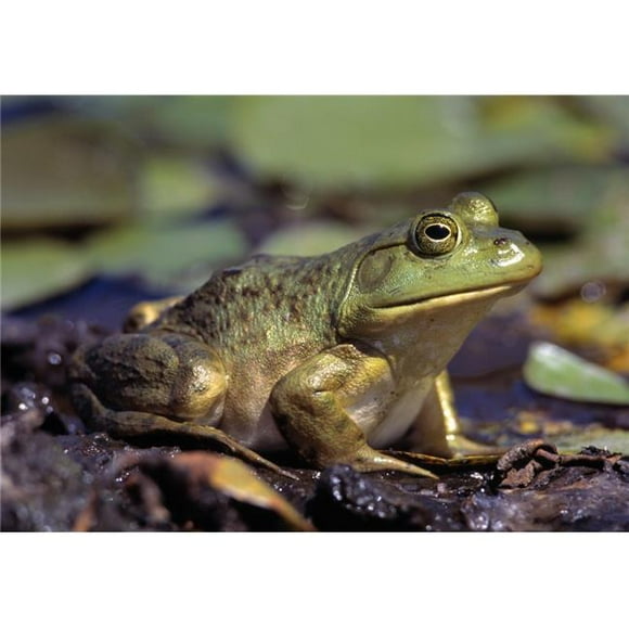 Close-Up of A Bullfrog Poster Print by Natural Selection Bill Byrne, 36 x 24 - Large