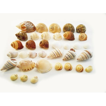 Select 35 Hermit Crab Shells Assorted Changing Seashells SMALL 1/2"-2" Size (opening size 1/4" - 1") Beautiful