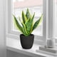 thumbnail image 3 of Planta de serpiente artificial Briful de 29 cm con maceta negra, 3 of 6