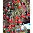 thumbnail image 4 of Live Cotyledon Pendens Plant Cliff Cotyledon Succulent Plant 4"Pot, 4 of 6