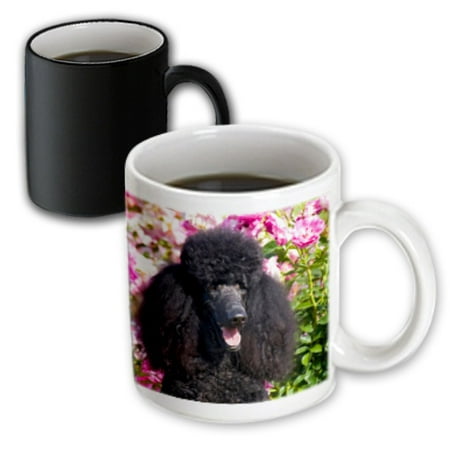 

3dRose USA California. Standard Poodle portrait in rose garden. - Magic Transforming Mug 11-ounce