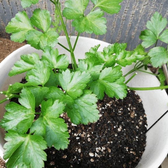 Herb Plants Live in Pot, Parsley Plant 3-6 Inch Tall, Annual Fragrant Herb Plants for Home and Garden