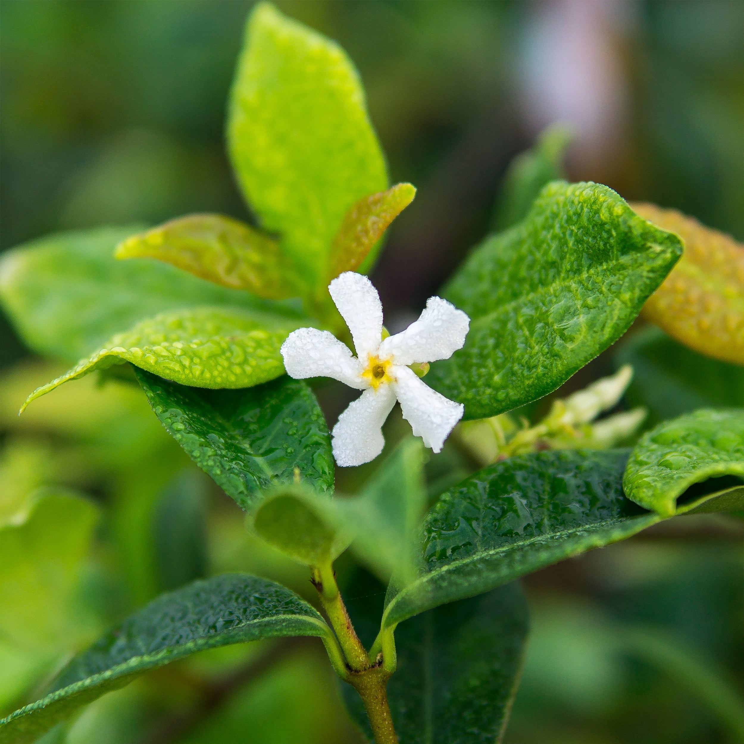 1 Gal. Confederate Jasmine Fragrant Blooms Beautiful