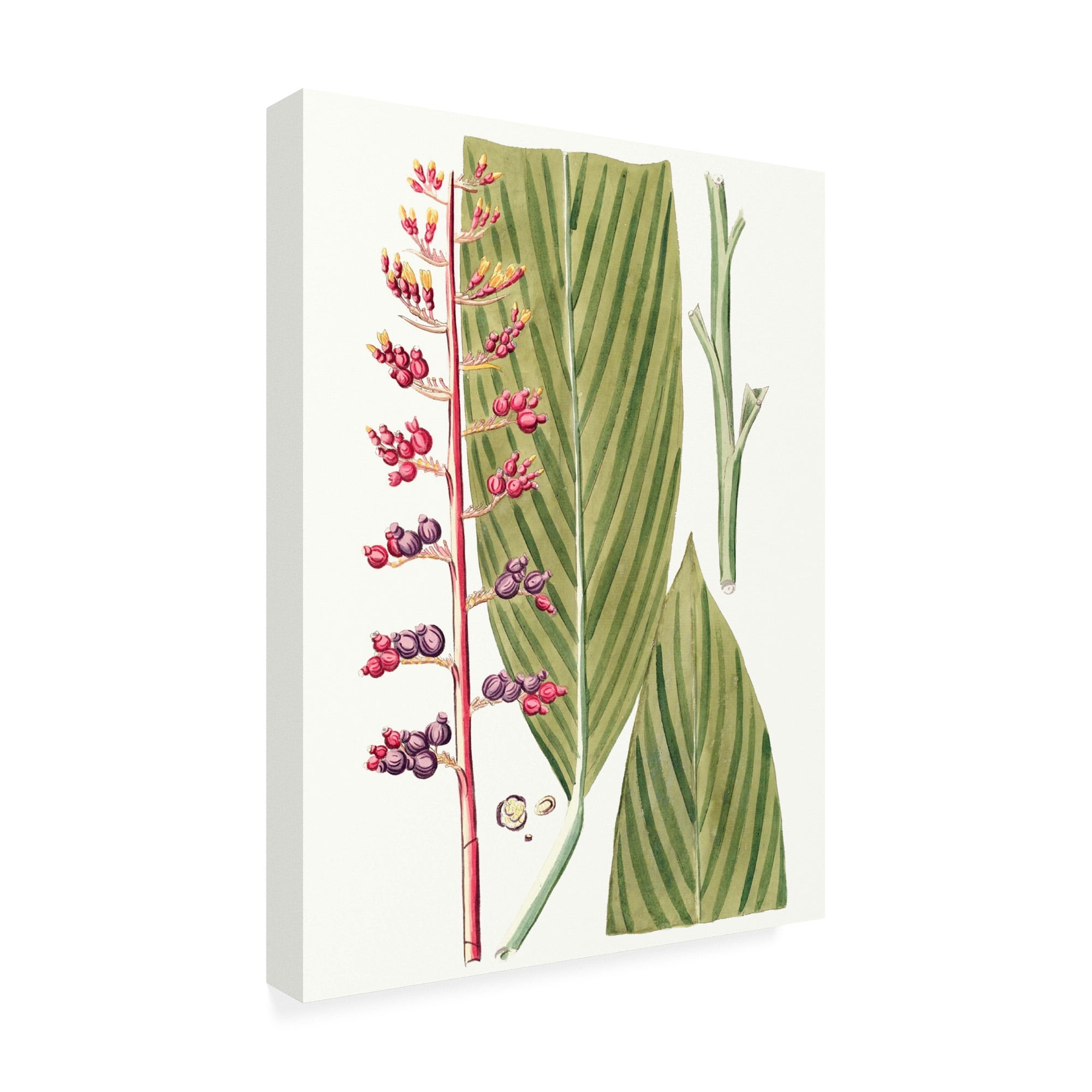 Trademark Fine Art 'Leaves of the Tropics III' Canvas Art by Vision Studio