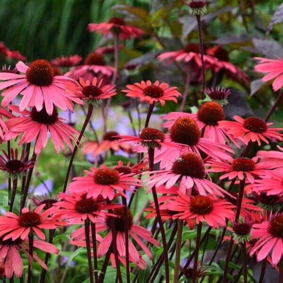 Solar Flare Coneflower Seeds, 50 Count, Echinacea Perennial Flower Seeds, USA