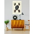 thumbnail image 2 of Sea Shell Vii Poster - Denis Diderot Designs,, 2 of 3