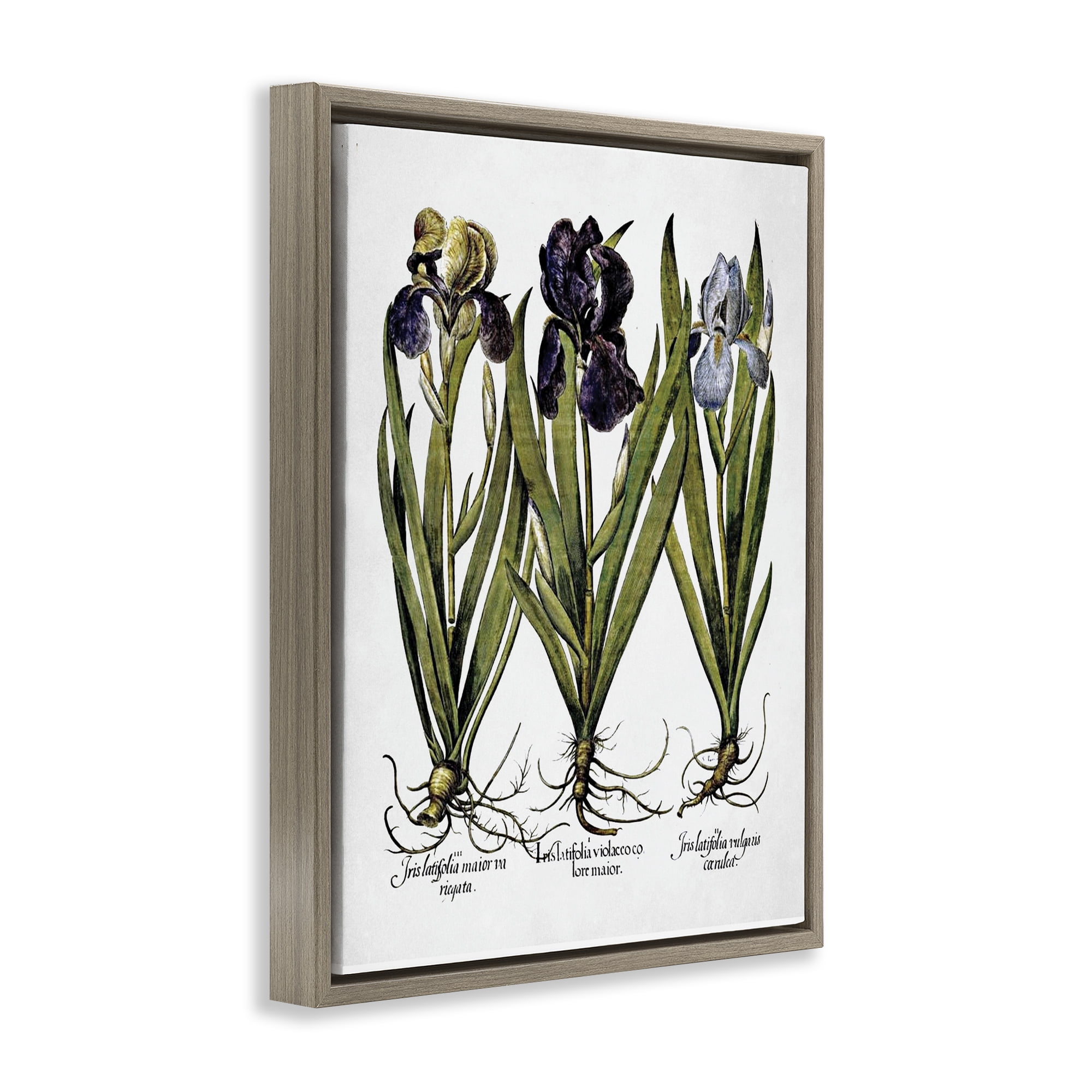 Stupell Industries Vintage Iris Studies Botanical & Floral Painting Brown Floater Framed Art Print Wall Art, 25 x 31