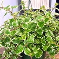 thumbnail image 3 of 1 Variegated Swedish Ivy Plant Live For Planting - Swedish Ivy Mint Seedlings 4-9 Inch Height, In 3" Pot, 3 of 5