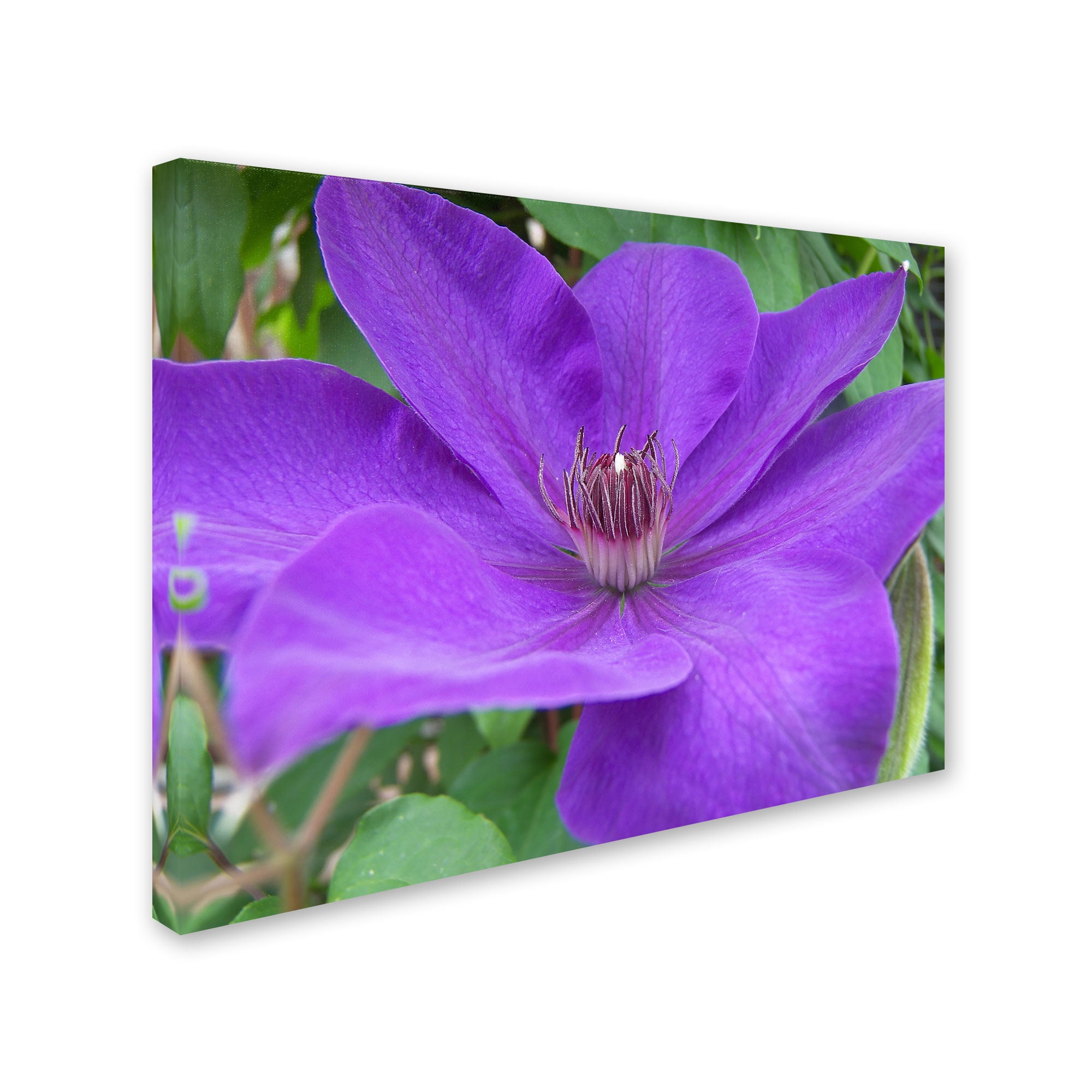Trademark Fine Art "Purple Flower" Canvas Art by Monica Fleet