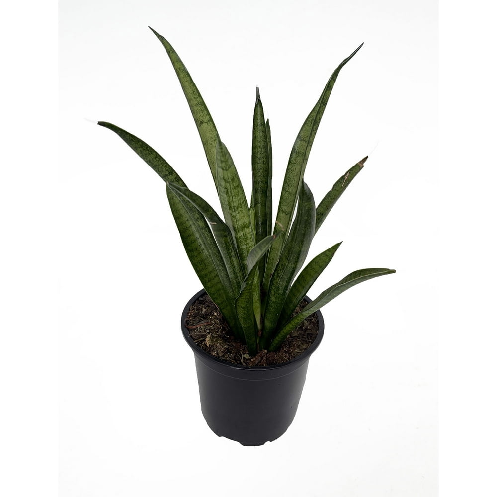 Kenya Hyacinth Snake Plant Sanseveria Parva 3.5" Pot