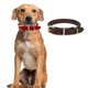 thumbnail image 5 of Collar clásico para perros pesado, resistente al agua y a prueba de olores., 5 of 5