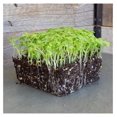 Green Mustard Microgreens Seeds 5 Lb Bulk ~960 000 Seeds Grow Non