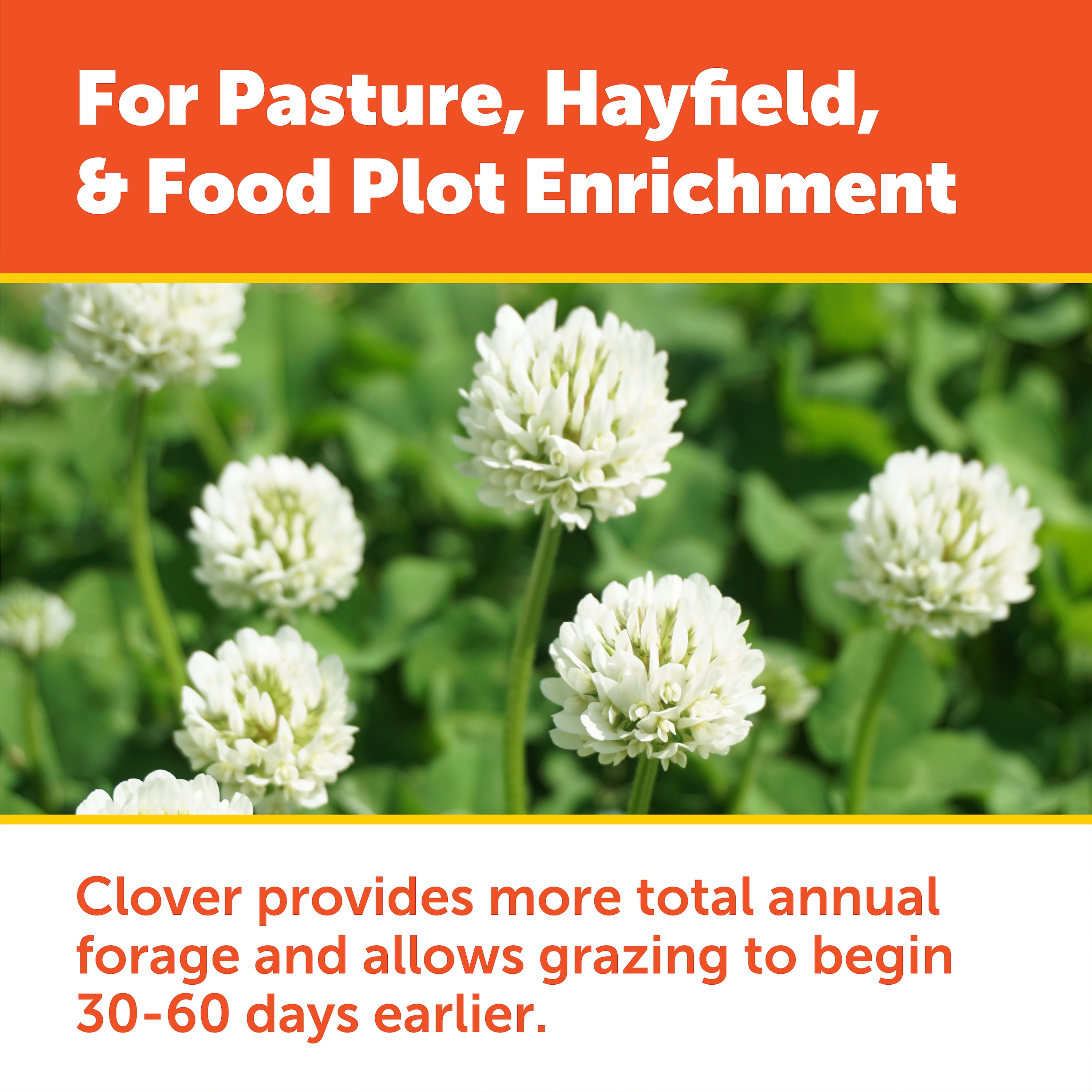 Pennington Durana Perennial White Clover Grass Seed, 25lb