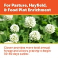 thumbnail image 2 of Pennington Durana Perennial White Clover Grass Seed, 25lb, 2 of 14
