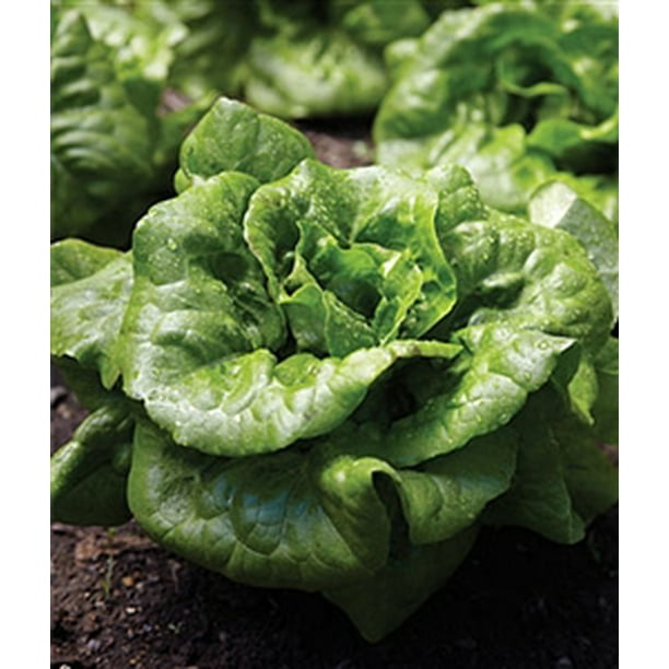 Lettuce Buttercrunch Seed 1 Packet
