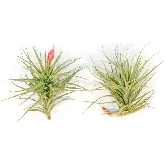 Air Plant Shop Tillandsia Stricta Magnificent - Wholesale and Bulk - Succulents - Live Tillandsia - Easy Care Indoor and Outdoor House Plants