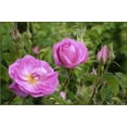 thumbnail image 2 of 30 Rare Seeds| Rose Damascena Hybrid, Fresh Exotic Pink Rose#1125 |BUY 4 GET 1 FREE|, 2 of 4