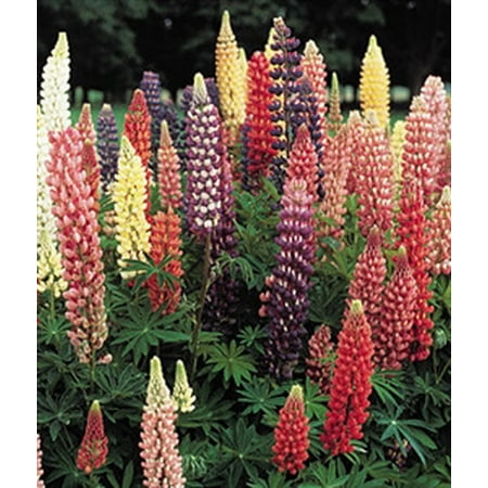 Lupines Russell Perennial Hybrid Mixed Colors Seed Heirloom- 1