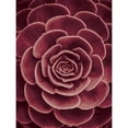 thumbnail image 3 of Braun Studio 19x24 Black Modern Framed Museum Art Print Titled - Cactus flower, 3 of 5
