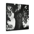 thumbnail image 2 of Oak Tree Splendor Dawn - Canvas, 2 of 10