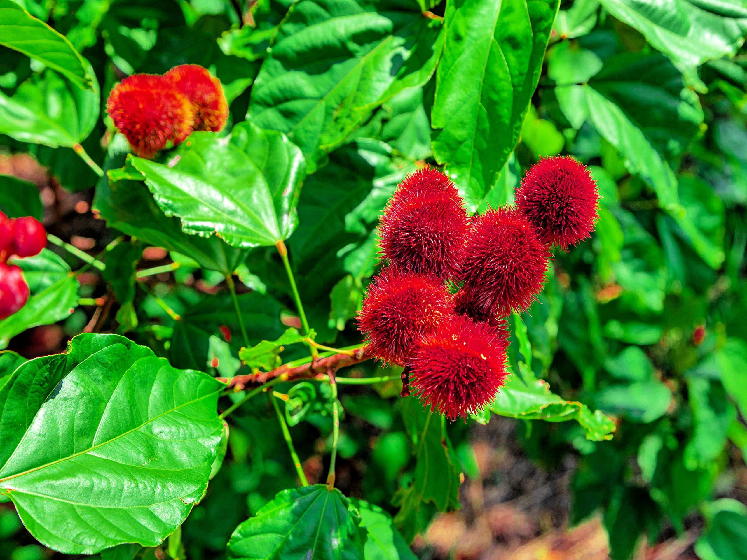 CZ Grain, 100 Red Strawberry Seeds, Non-GMO, Easy to Grow, Long