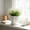 White, variant on Plastic Flower Petal Planter with Saucer Indoor Outdoor Plant Pot for Succulents and Herbs with Drainage Hole White