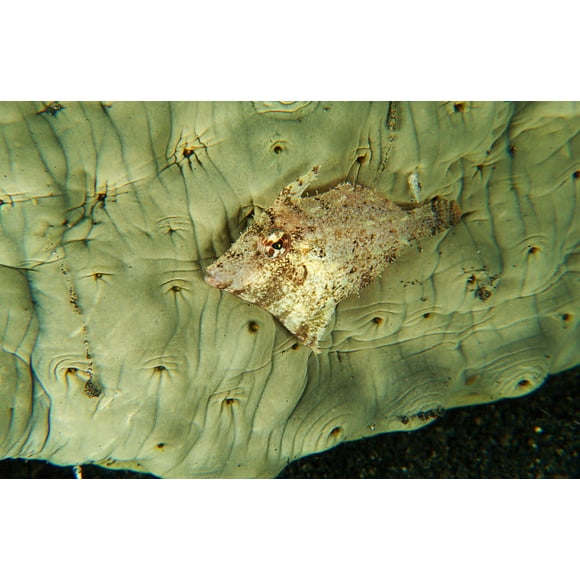 filefish Juvénile Beige Se Cachant contre une Affiche de Concombre de Mer Verdâtre par Mathieu Sur/stocktrek Images (34 x 22)