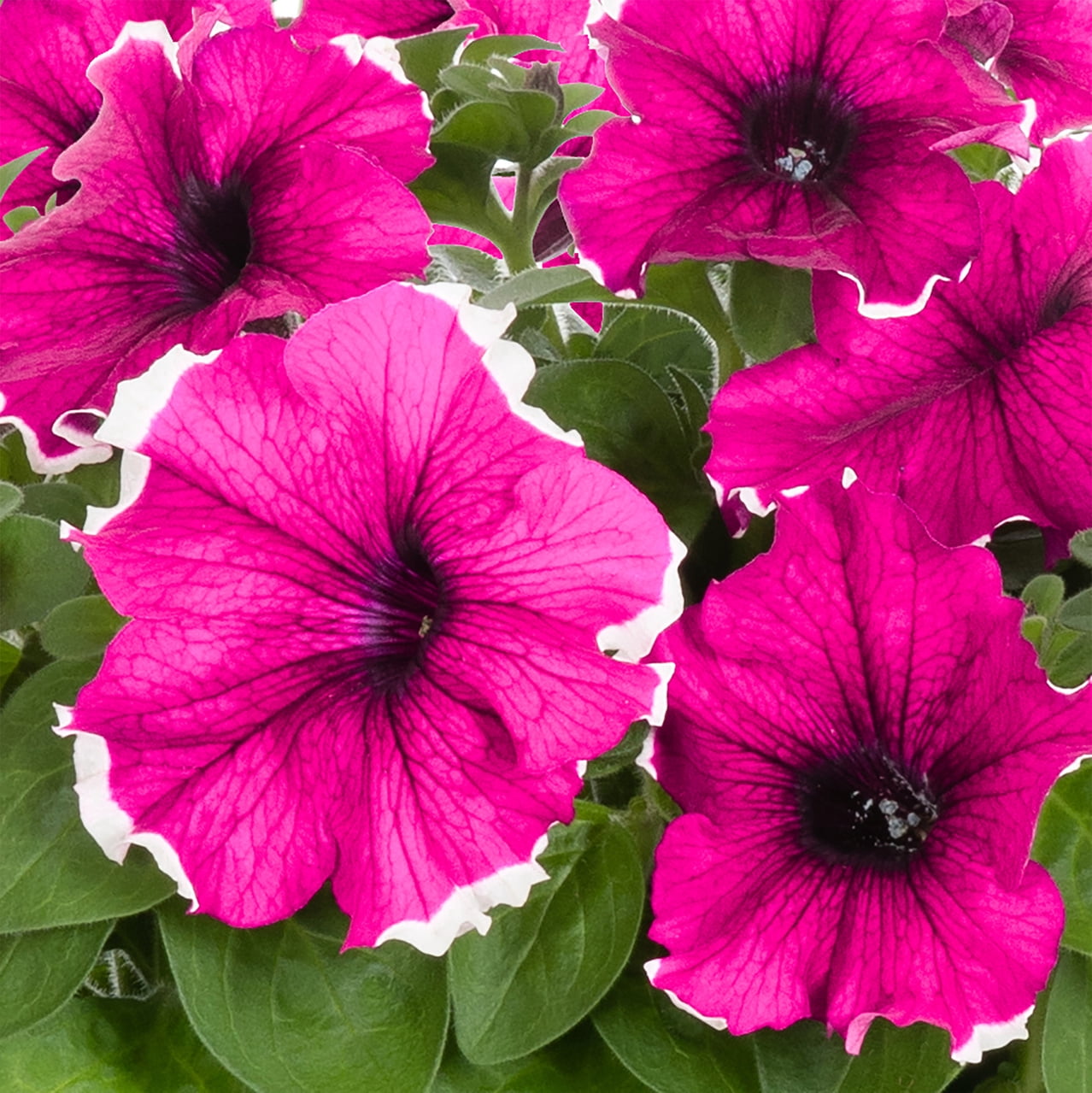 Expert Gardener 1.5gal Multicolor Petunia Live Annual Plant