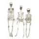 thumbnail image 2 of Esqueleto humano realista de 40 cm para decoración de Halloween, casa, bar, 2 of 8