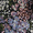 Tapestry Jacquard, variant on Free Assembly Women's and Women's Plus Cropped Jacquard Utility Jacket, Sizes XS-4X
