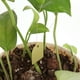 thumbnail image 4 of Herramientas 100 Piezas Etiquetas Plantas Etiquetas Plástico Etiquetas Impermeables PVC Etiquetas Plántulas Suculentas Etiquetas Jardinería Etiquetas Flores 3 6*2 5 CM (amarillo), 4 of 7