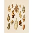 thumbnail image 2 of Goldberger, Jennifer 19x24 Black Ornate Wood Framed with Double Matting Museum Art Print Titled - Cone Shell Display II, 2 of 4