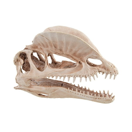 UPC: 0628742309016 | Underwater Treasures Dinosaur Skull AUTWP076U