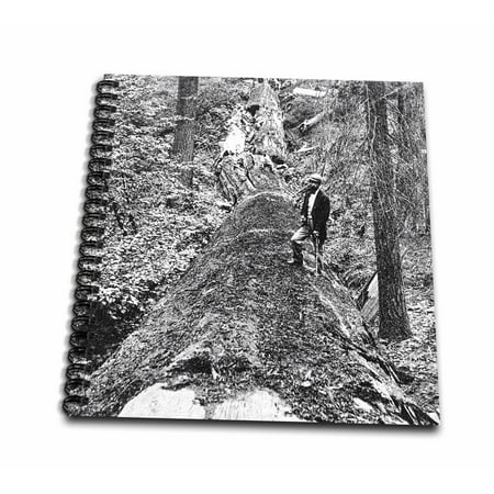 3dRose Vintage Lumberjack with Axe on Top of Fallen Redwood Tree - Mini Notepad, 4 by