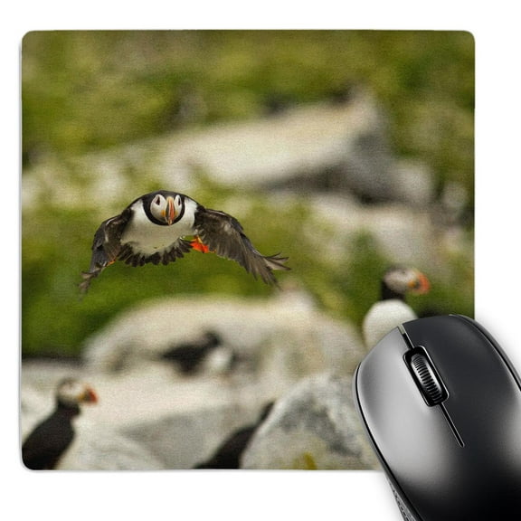 3dRose, Atlantic Puffins, Machias Seal Island, Cutler, Maine - US20 CHA0007 - Chuck Haney, MousePad