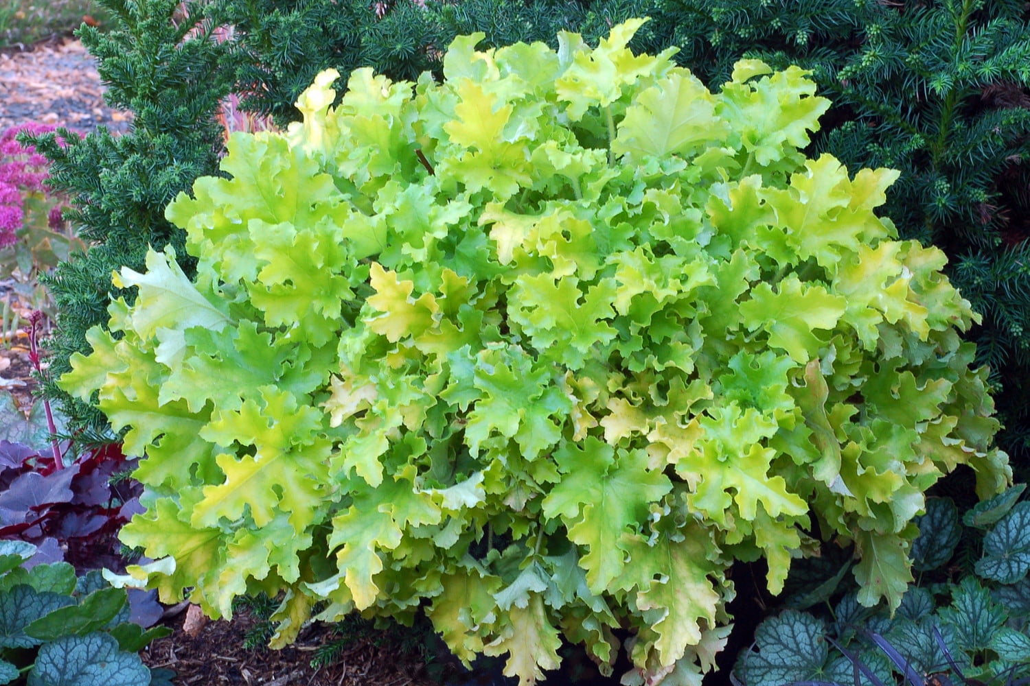 Lime Marmalade Coral Bells - Heuchera - Shade Perennial - Gallon Pot