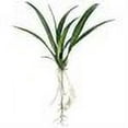thumbnail image 2 of Allstate Floral & Craft JYL803-GR 24 in. Silk Oncidium Orchid Leaf Plant Stem - Green, 2 of 2