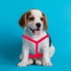 thumbnail image 3 of Pechera Para Mascota Importadora La Merced Perro Retro Rosa Chica, 3 of 4